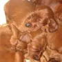 I-Wurf knappe 4 Wochen