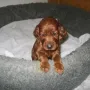 I-Welpe 4 Wochen