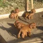 Bald sind wir 7 Wochen alt!