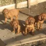 Bald sind wir 7 Wochen alt!