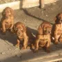 Bald sind wir 7 Wochen alt!