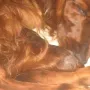 Rüde A wird von Mama versorgt