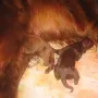 Hündin Nr. 1 geboren um 18:05 Uhr