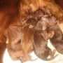 Rüde C geboren um 18:35 Uhr mit 310 Gramm
