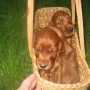 Auszug aus Ägypten ins Hundehaus