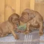 Ach, ich hab dich lieb...