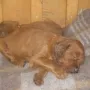 Nach dem fressen sind wir müde.