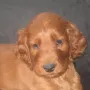 Auch ich werde mal ein toller Hund!