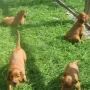 Einfach herrlich unser Garten.