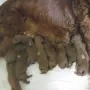 Es ging jetzt schnell, wir sind zu neunt. 5 Rüden und 4 Hündinnen!