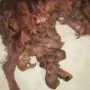Unser Tierarzt war bei uns,