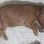 Wenn man satt ist, kann man schlafen. 