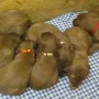 Jetzt sind wir schon kleine Hunde..)