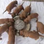 Jeder will der erste sein!