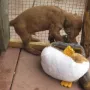 Ich gebs dir gleich..