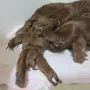Und alle werden wir von Mama geputzt.