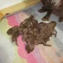 Ein "Hundehaufen".