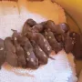 Wir sind ein Dutzend!