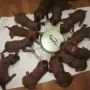 Unsere Hebammen geben sich große Mühe mit unserem Futter.