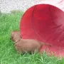 Ich muss mal unseren Welpentunnel testen.