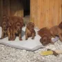 Unsere M-Kinder sind heute 5 Wochen alt.