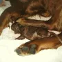 9:10 Uhr, männliche Verstärkung! Rüde B ist geboren.