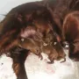 10:30 Uhr, Rüde C ist geboren, Donerl und Welpen sind wohlauf!