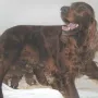 Die Hebammen hatten Pause..) Um 12:55 Uhr wurde Rüde D geboren.