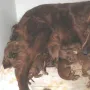 Momentan leben in unserem Hundehaufen 4 Rüden und 3 Hündinnen.