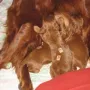 Mamas Milch schmeckt einfach.