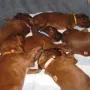 Die Halsungen sind wirklich schön!