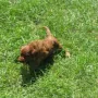 Im Gras zu toben ist jetzt schon toll.