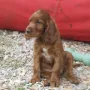 Eine kleine/große Prinzessin.