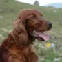Brenda vom Gebirgsjägerhof, die Mutter