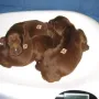 Die Eisprinzen zusammen auf der Waage