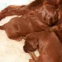 Mamas Milch ist die Beste.