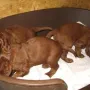 Aber im Hundehaus ist es doch wieder schön.