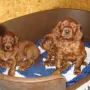 Aber im Hundehaus ist es doch schön warm..