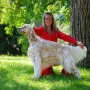 Fairray Countdown gen. Texas, der Vater unseres ES A-Wurfes