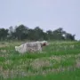 Texas beim Vorstehen