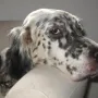 Einfach eine süße Maus.
