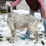 Vellen im Januar 2013