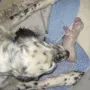 Vellen ist eine super Mami