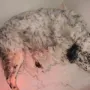 Um 5:00 Uhr sind wir 4 Rüden und 4 Hündinnen, alle quietschfidel.