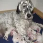 Unser ES A-Wurf ist ein Tag alt.