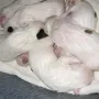 Bauch voll und schlafen.