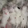 Wir sind alle kugelrund.