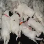Sie sind heute auch eingekleidet worden.