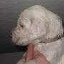 Rüde A, 24 Tage alt.
