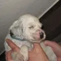 Rüde C, 24 Tage alt.